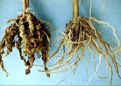 Root Knot Disease