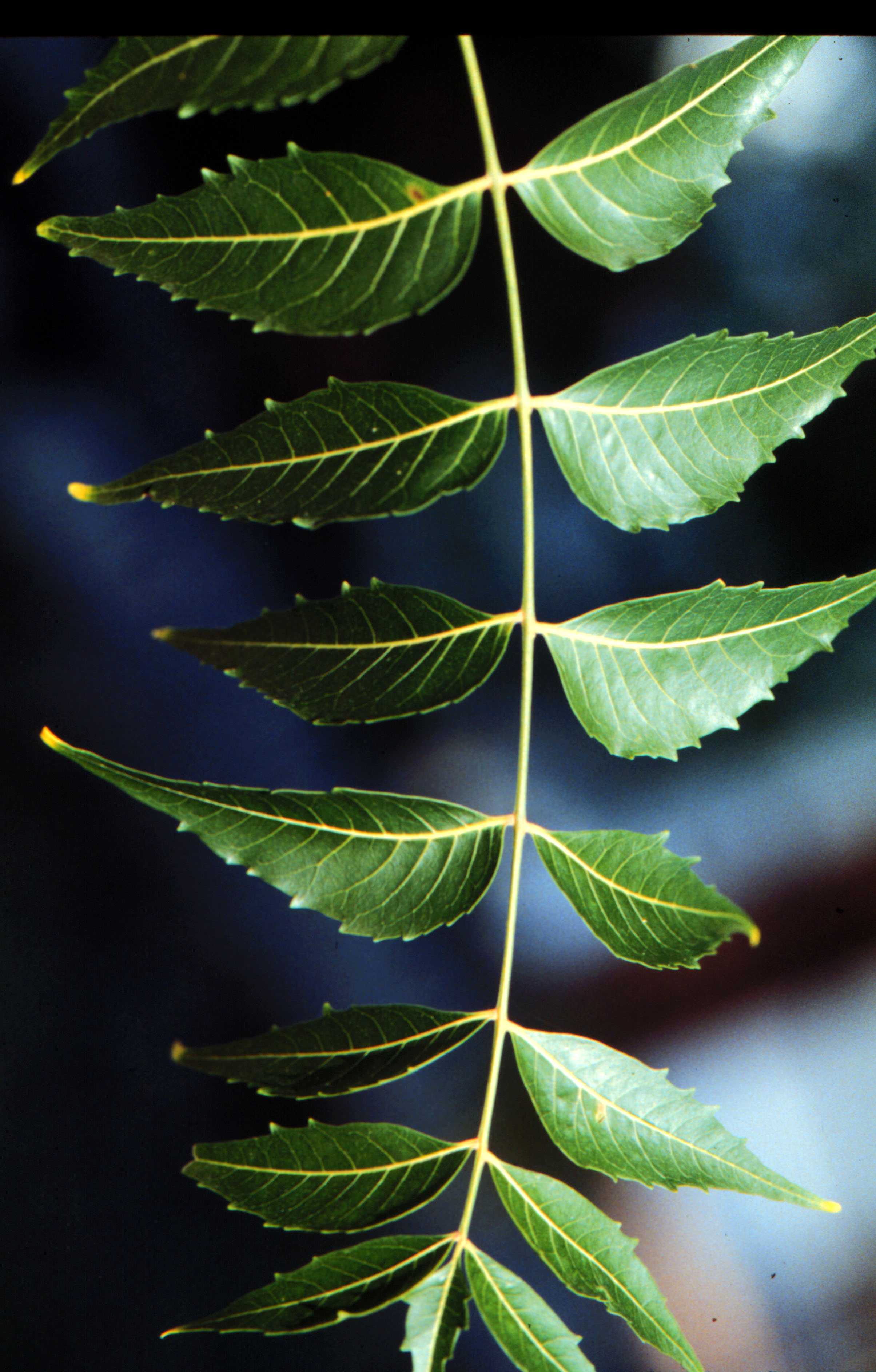 Neem Tree Infonet Biovision Home 