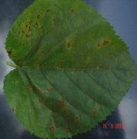 Mulberry Leaf Spot