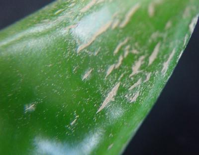 thrips damage chilli pod peppers biovision infonet plant