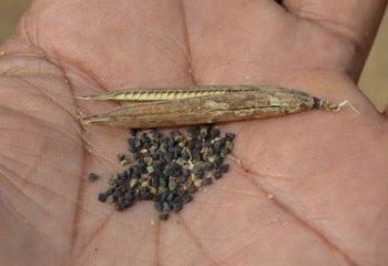 Corchorus olitorius seeds, Kamashi, Ethiopia. Ⓒ Maundu, 2005