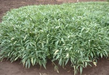 Sweet potato grown on a heap of soil primarily as a source of leaves. Tanzania. © Maundu, 2006.