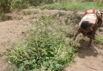 A Lady hand-weeding her Cleome seed plants, Kitui, Kenya. Ⓒ Maundu 2010
