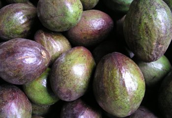 Avocado fruits in Nairobi market, Kenya. Ⓒ Adeka et al., 2001