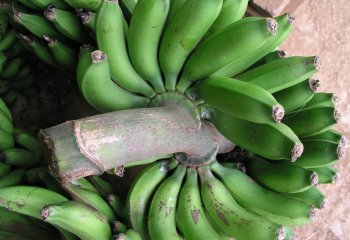 Banana - Gachuru for ripening in Nairobi market, Kenya Ⓒ Adeka et al., 2005