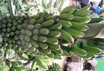 Banana - golden for ripening in Nairobi market, Kenya Ⓒ Maryam imbumi, 2005.