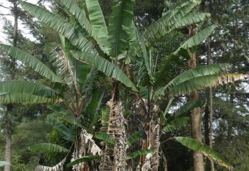 Banana plant in Kitui Kenya. Ⓒ Adeka et al., 2005