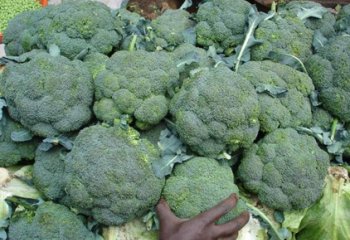 Broccoli (Brassica oleracea (Italica group) in Nairobi, Kenya. Ⓒ Adeka et al., 2005