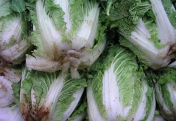 Chinese cabbage B. rapa, Kenya Ⓒ Adeka et al., 2005.