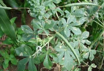 Cleome gynandra cultivar in the Kenyan Coast. Ⓒ Maundu 2008