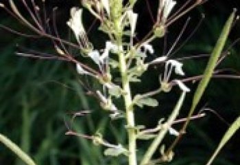Spiderplant flower (Cleome gynandra). Ⓒ Courtesy EcoPort
