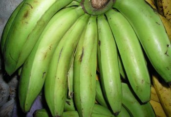 Unripe Kampala variety in Nairobi market, Kenya Ⓒ Adeka et al., 2005