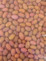 Dry beans seed KAT BI Ⓒ A.A. Seif, icipe