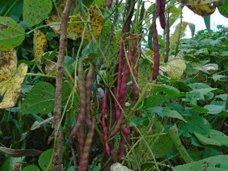 Phaseolus vulgaris plant with pods Ⓒ Maundu, 2014