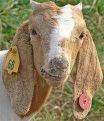 Orf on young sheep Orf on young sheep