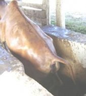 Cow walking out of a plunge dip Cow walking out of a plunge dip