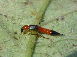 Natural enemies | Infonet Biovision Home.
