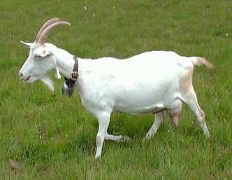 38 Large White Goat 