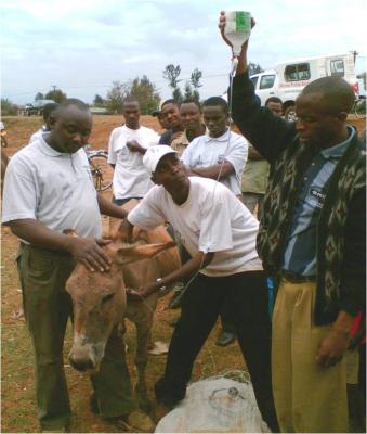 Donkeys New With Animal Welfare Information Infonet Biovision Home