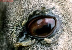 Eye Problems New Infonet Biovision Home
