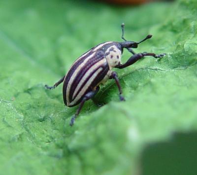 Stripped bean weevil | Infonet Biovision Home.