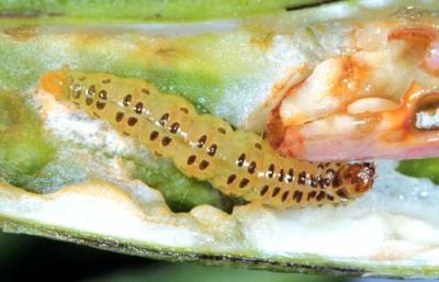 pod borer maruca cowpea legume borers soybean plant pests infonet biovision reach mm length ph