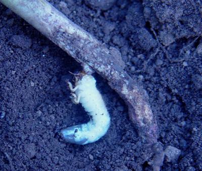 What is a grub worm and how to control them - The Daily News