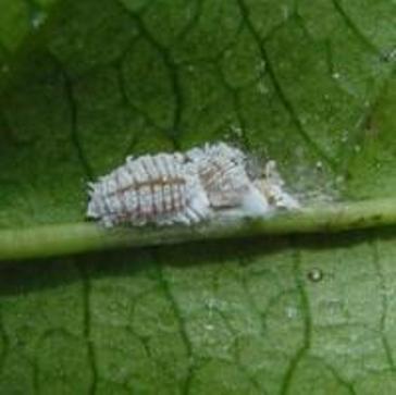 Mealybugs | Infonet Biovision Home.