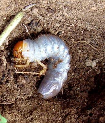 White grubs  Infonet Biovision Home.