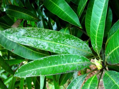 mango fruit