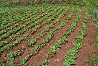 Commercial cowpeas planted in rows Ⓒ Maundu, 2021