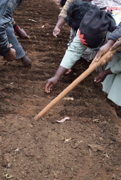 Farmers in Kiambu, Kenya demonstrating two ways of planting along rows sow and water vs water and sow The former proved easier Ⓒ Maundu, 2021