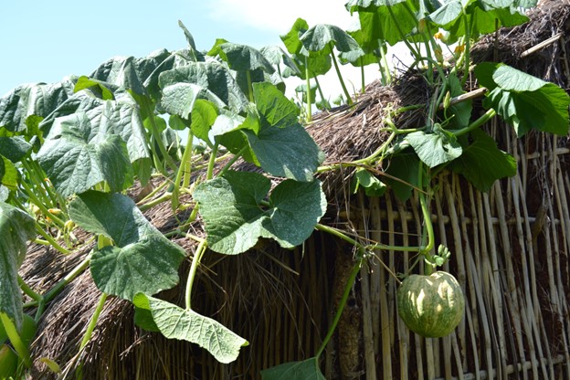 C. maxima plant and fruit, Kamashi, NW Ethiopia. ©Maundu 2015