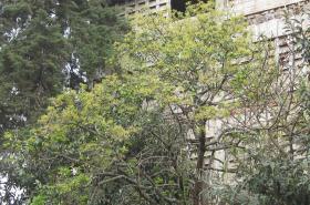 Root rot of avacado tree. Note sparse yellowish foliage. © A.A. Seif