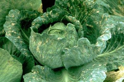 Turnip Mosaic Virus (TuMV) | Infonet Biovision Home.