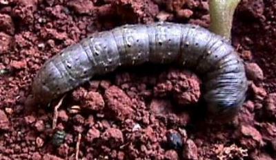 download types of cutworms