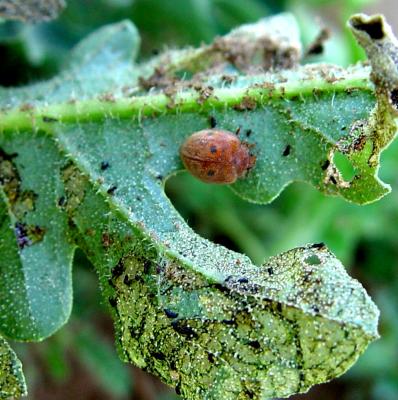 Epilachna beetles | Infonet Biovision Home.