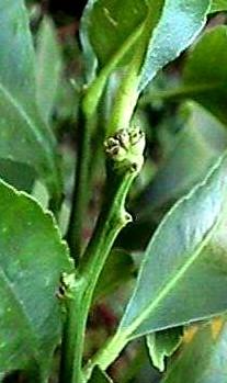 Citrus bud mite | Infonet Biovision Home.