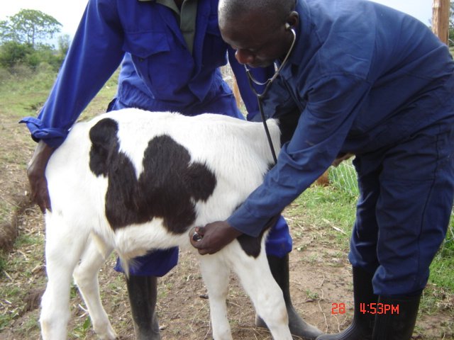 A vet examining pulse rate with a stethoscope © William Ayako, Kari
