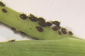 Aphids | Infonet Biovision Home.