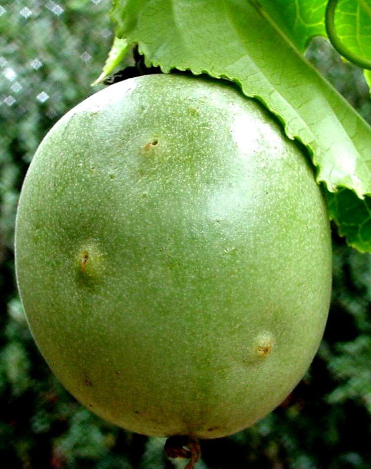 <b>Stinkbug</b> damage on passionfruit