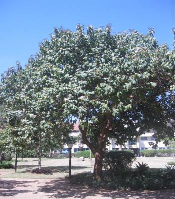 Moringa / Cordia Abyssinica | Infonet Biovision Home.