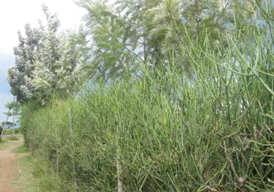  finger euphorbia fence with grevillea trees  