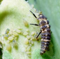 Ladybird beetle larva