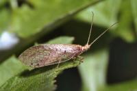 Brown lacewing