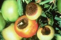 Calcium deficiency in tomato