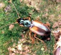 Carabid beetle