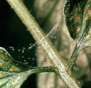 Spider mites on tomato.