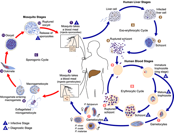 Plasmodium spp. life cycle