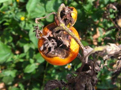 Early blight symptoms on tomato fruit